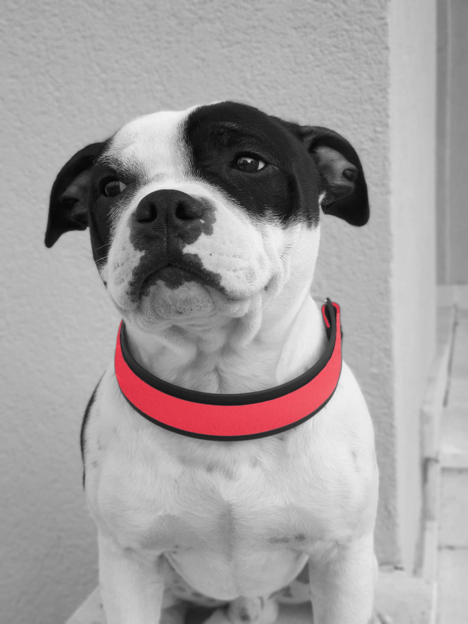 2022 biothane collars crveno